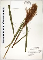 五節芒藏品圖，第1張