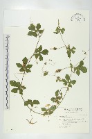 苦瓜藏品圖，第1張