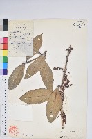 毛花樹蘿蔔藏品圖，第1張