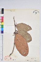 毛花樹蘿蔔藏品圖，第1張