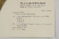 黃背越橘藏品圖，第2張