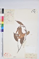 黃背越橘藏品圖，第3張