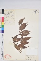 尾葉越橘藏品圖，第1張