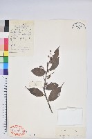 長穗越橘藏品圖，第1張