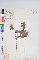 白花越橘藏品圖，第1張