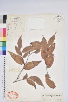 柔毛雲南越橘藏品圖，第1張