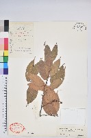 柔毛雲南越橘藏品圖，第1張