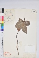 紅梗越橘藏品圖，第1張