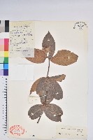 紅梗越橘藏品圖，第1張