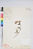 柳條杜鵑藏品圖，第1張