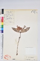 薄皮杜鵑藏品圖，第1張