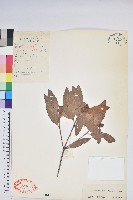 鮮黃杜鵑藏品圖，第1張