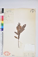 鮮黃杜鵑藏品圖，第1張