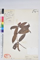 長蒴杜鵑藏品圖，第1張