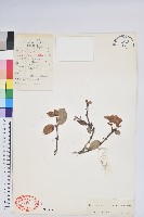 黃花泡葉杜鵑藏品圖，第1張