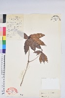 菱形葉杜鵑藏品圖，第1張