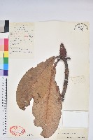 魁首杜鵑藏品圖，第1張