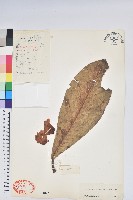 墨脫杜鵑藏品圖，第1張