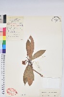 蜡葉杜鵑藏品圖，第1張