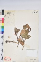 蜡葉杜鵑藏品圖，第1張