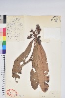 錦毛房杜鵑藏品圖，第1張