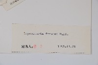 鬼吹簫藏品圖，第2張