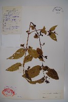 纖細風吹蕭藏品圖，第1張