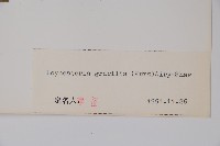 纖細風吹蕭藏品圖，第2張