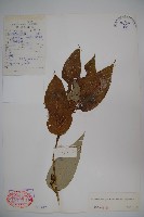 纖細風吹蕭藏品圖，第1張