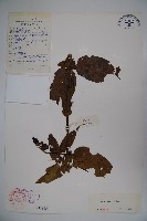 西南忍冬藏品圖，第1張