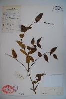 西南忍冬藏品圖，第1張