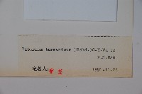 滇緬莢迷藏品圖，第2張