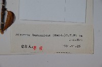 滇緬莢迷藏品圖，第2張