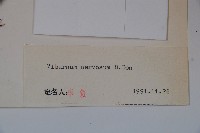 大花莢迷藏品圖，第2張