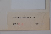 大花莢迷藏品圖，第2張