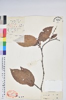 南燭藏品圖，第1張