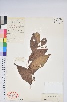 尖基木藜蘆藏品圖，第1張