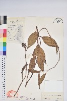 尖基木藜蘆藏品圖，第1張