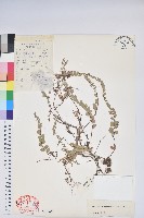 銅錢葉白珠藏品圖，第1張