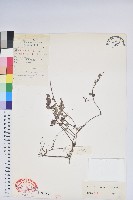 銅錢葉白珠藏品圖，第1張