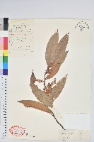 芳香白珠藏品圖，第1張