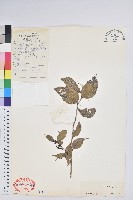 叢林白珠藏品圖，第1張