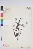 毛葉吊鐘花藏品圖，第1張