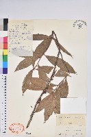 棱枝樹蘿蔔藏品圖，第1張