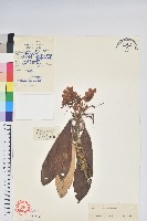 革葉杜鵑藏品圖，第1張