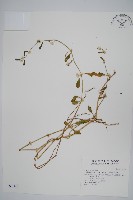 匙葉蓮子草藏品圖，第1張