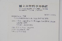 匙葉蓮子草藏品圖，第2張