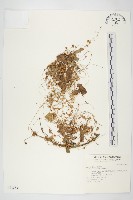 菟絲子藏品圖，第1張