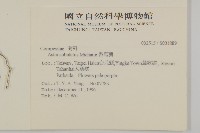 掃帚菊藏品圖，第2張