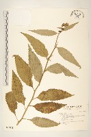 黃菀藏品圖，第1張